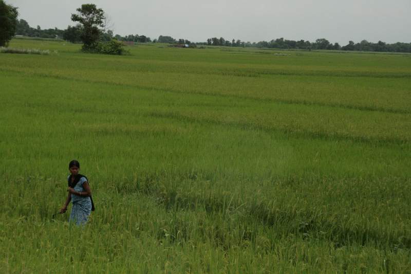 India & Nepal 2011 - 0629